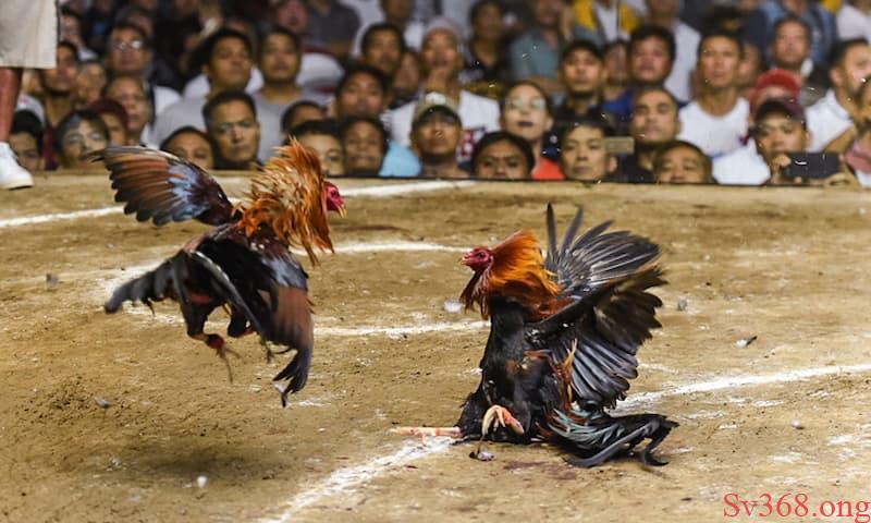 Lưu ý khi vào cá cược đá gà